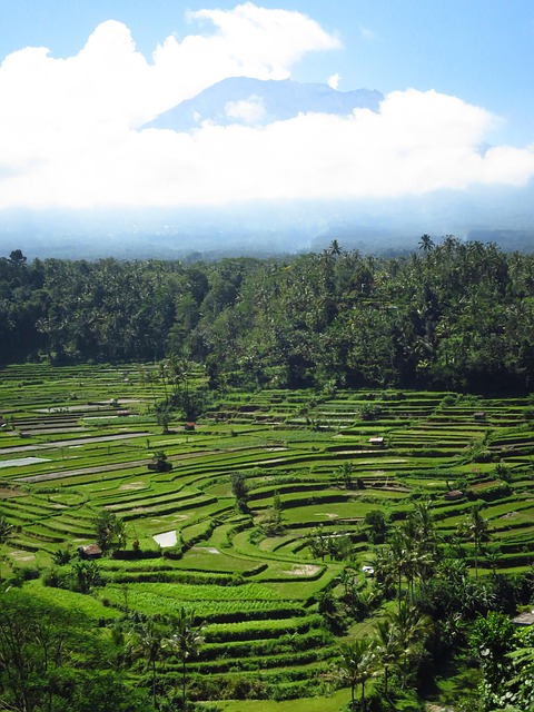 Free Bali Rice Fields photo and picture