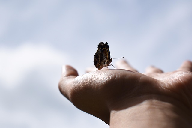 Schmetterling, Hand, Insekt, Himmel