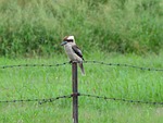 kookaburra, patience, sitting