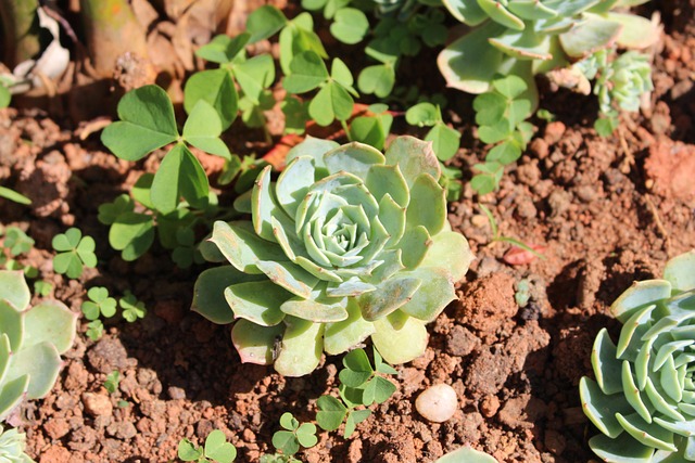 Blomst, Smukke Blomster, Natur