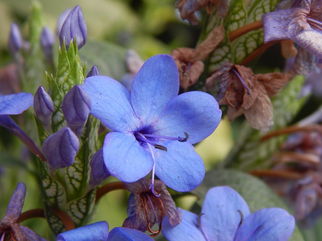 Blume, Blau, Schöne Blumen