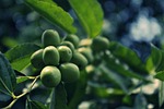 jujube, fruit, nature