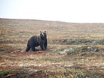 bear, brown, predator