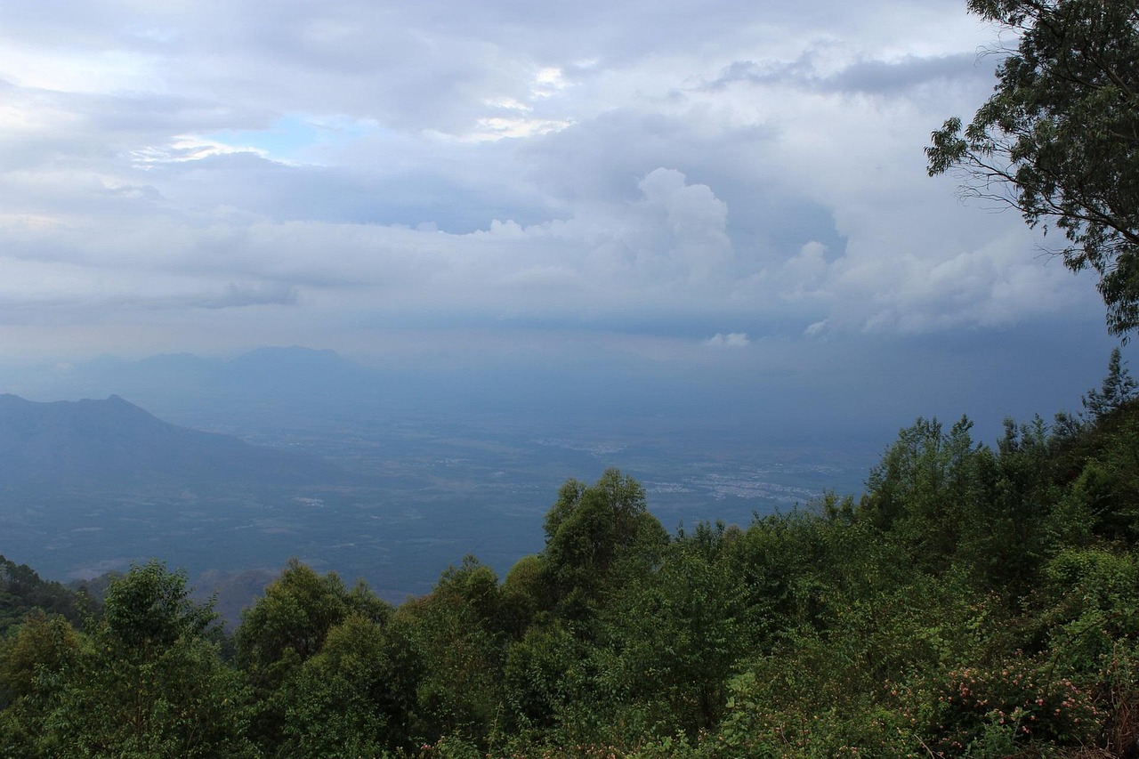 Free Rainy Dense photo and picture