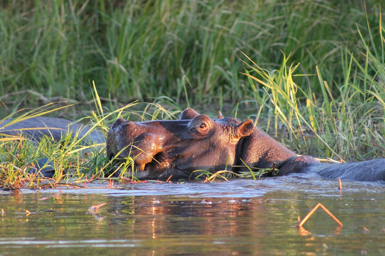 Hippo - free online jigsaw puzzle photo