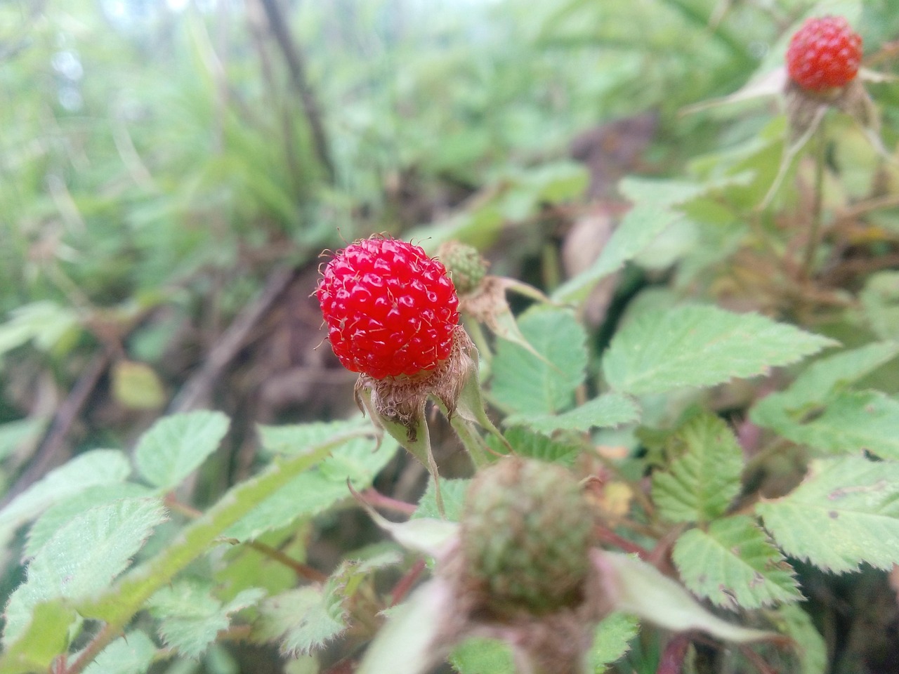 Taiwanese Raspberry Raspberry Wuyuan Division - Free photo on Pixabay - Pixabay