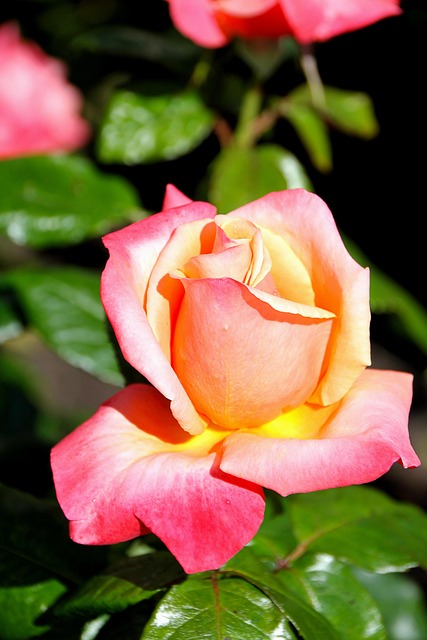 Free Rose Flower photo and picture