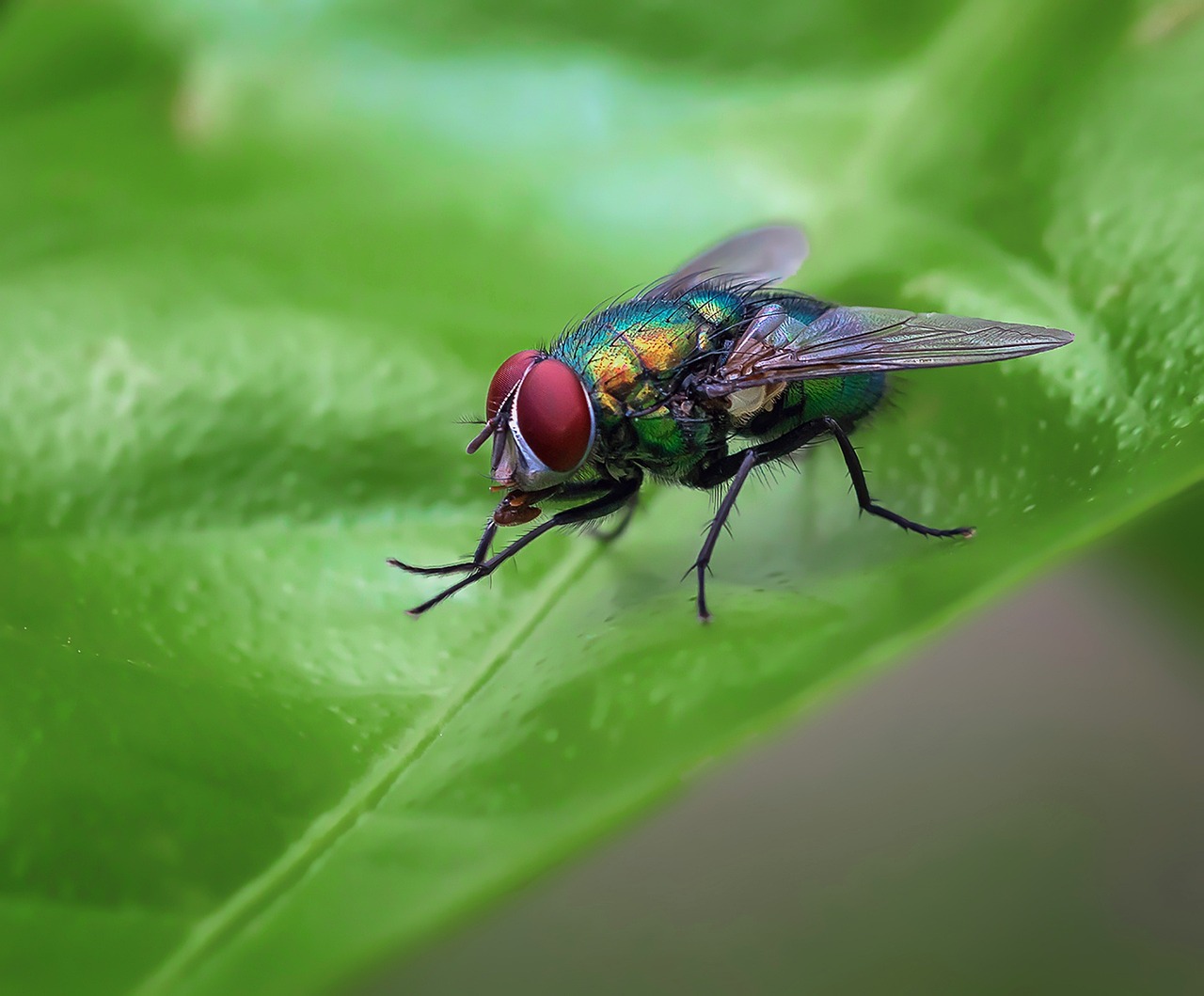 Macro Fly Insect Macro Fly Nikon - Free photo on Pixabay - Pixabay