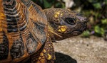 trtoise, turtle, macro
