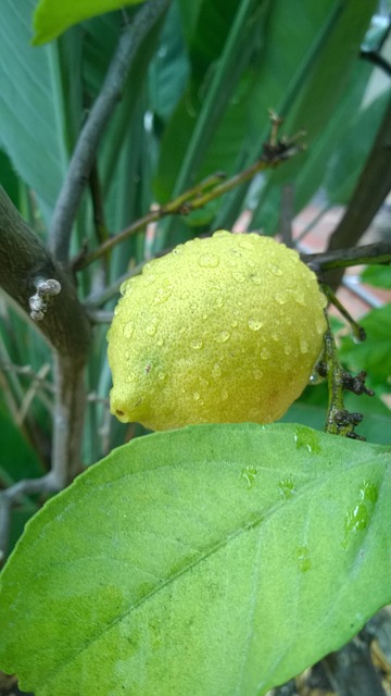 Free Lemon Fruit photo and picture