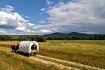 summer, holidays, horses