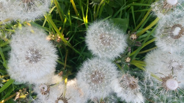 Free Dandelion Dandelions photo and picture