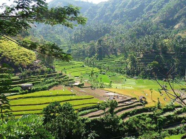 Free Indonesia Rice photo and picture