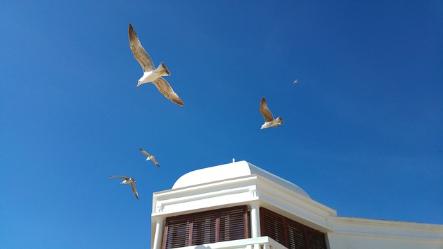 Free Cadiz Seagulls photo and picture