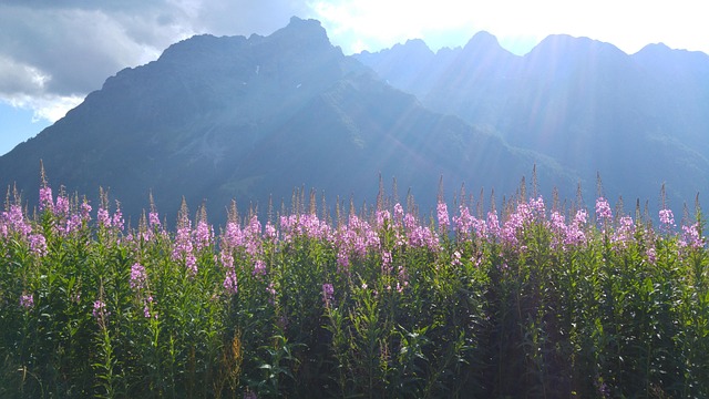 Free Valmalenco Mountains photo and picture