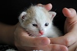 cat, baby cats, no poker