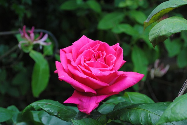 Free Rose Flower Wallpaper photo and picture
