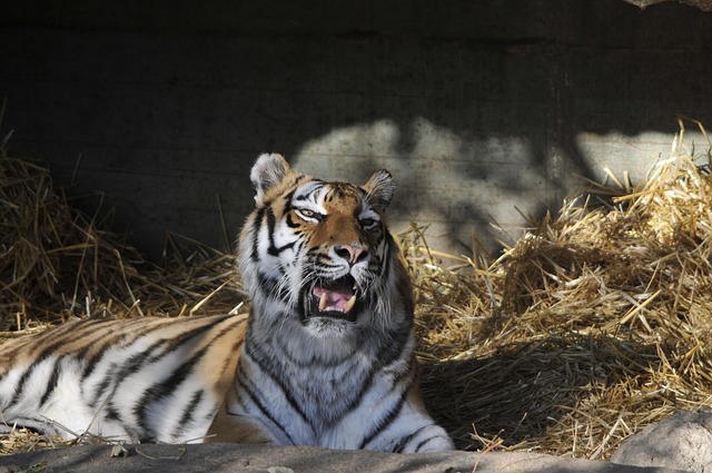 Free Zoo Hellabrunn photo and picture