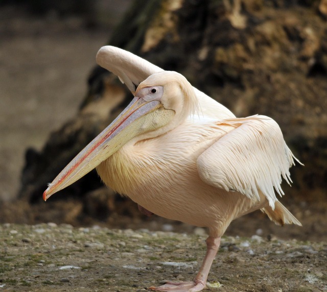 Free Zoo Hellabrunn photo and picture
