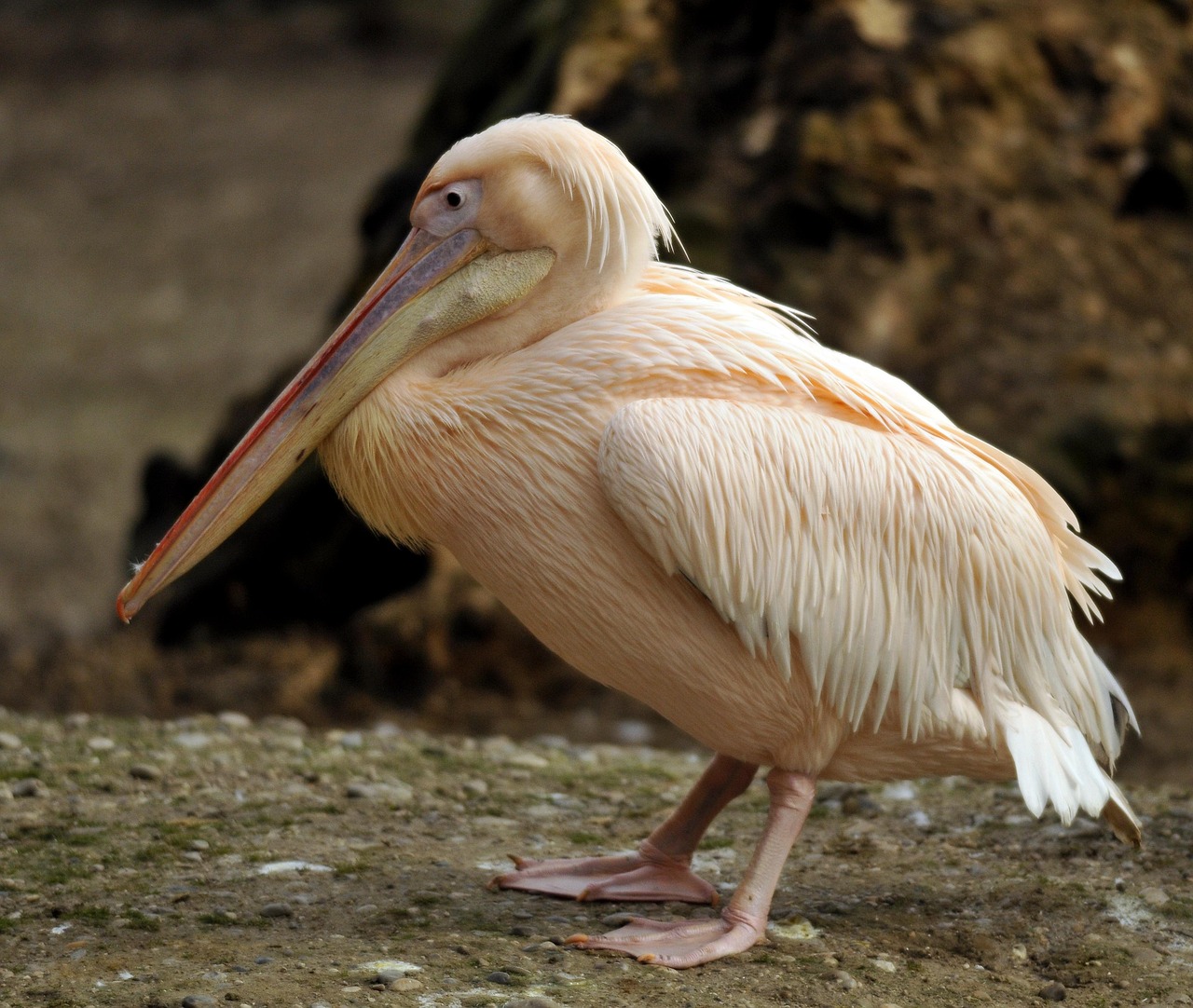 Zoo Hellabrunn Foto gratis en Pixabay Pixabay