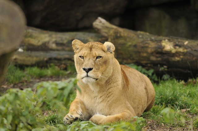 Free Zoo Hellabrunn photo and picture