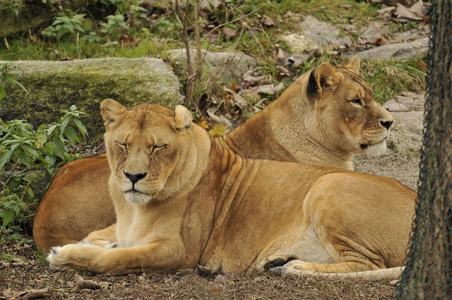 Free Zoo Hellabrunn photo and picture
