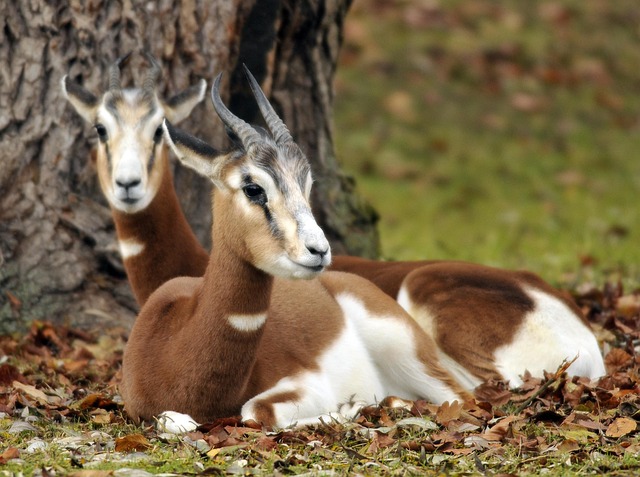 Free Zoo Hellabrunn photo and picture
