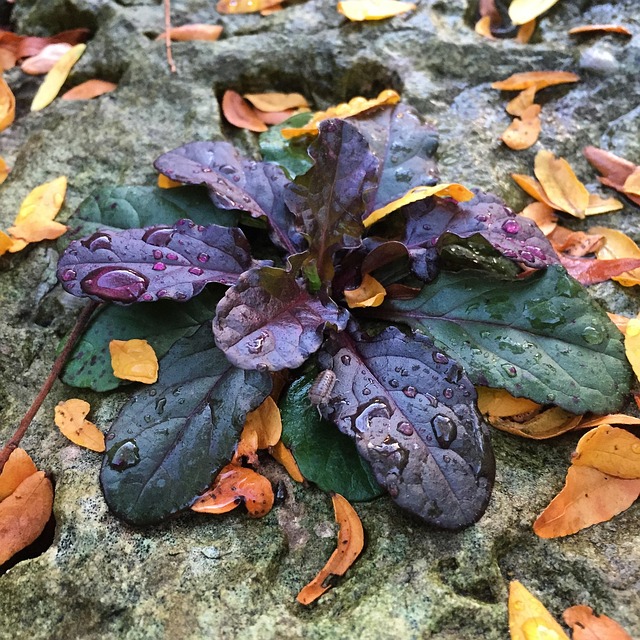 Free Nature Water photo and picture
