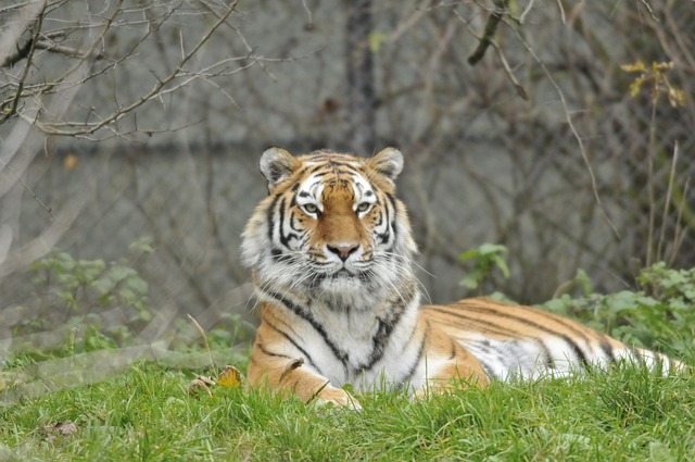 Free Zoo Hellabrunn photo and picture