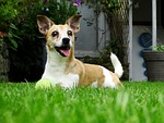 doggy, garden, play