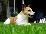 jack russell, doggy, terrier