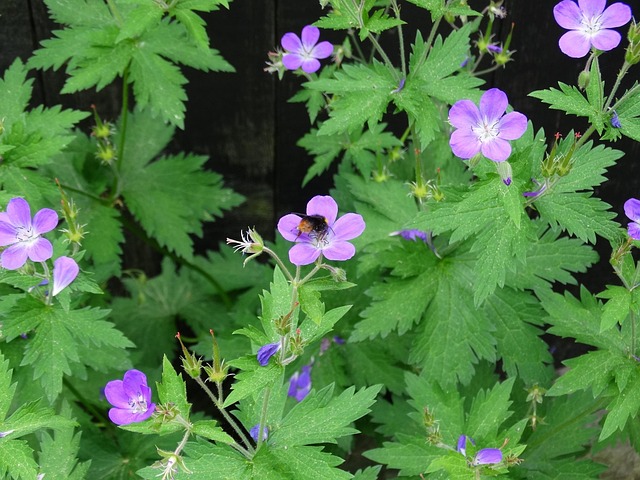 Hommel, Bloemen, Mooie Bloemen, Bloem
