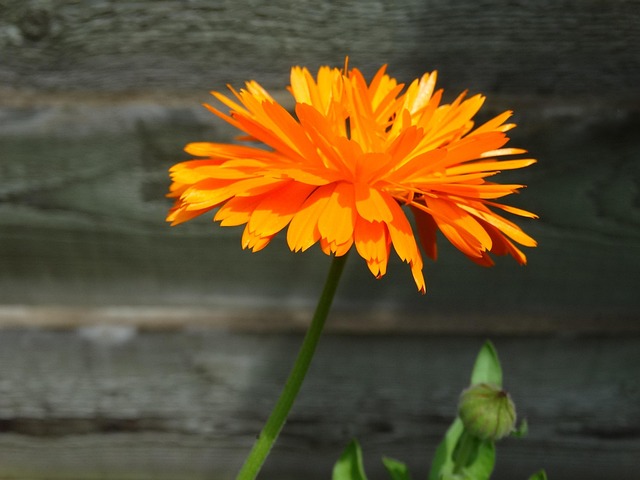 Oranje Bloem, Oranje, Goudsbloem, Natuur