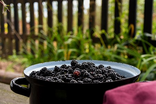 Free Blackberries Pot photo and picture