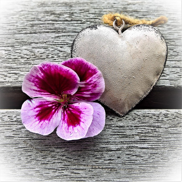 Geranium Blossom Bloom - Free photo on Pixabay