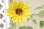 sunflower, flower, yellow