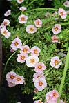 little, flower, pink