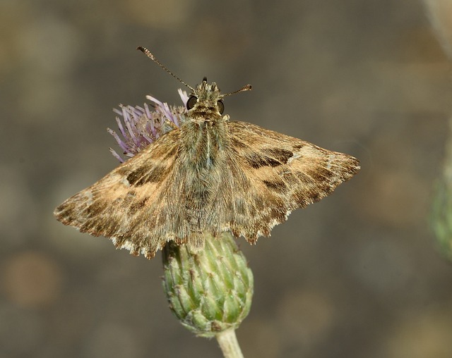 Insekter, Sommerfugl, Møl, Natur, Makro