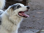 border collie, dog, dogs