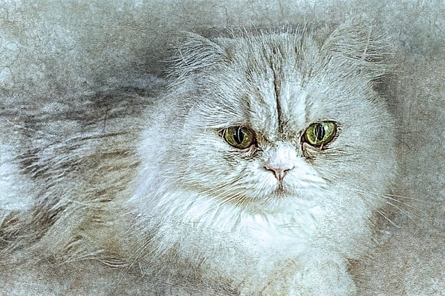 Free cat pet art illustration