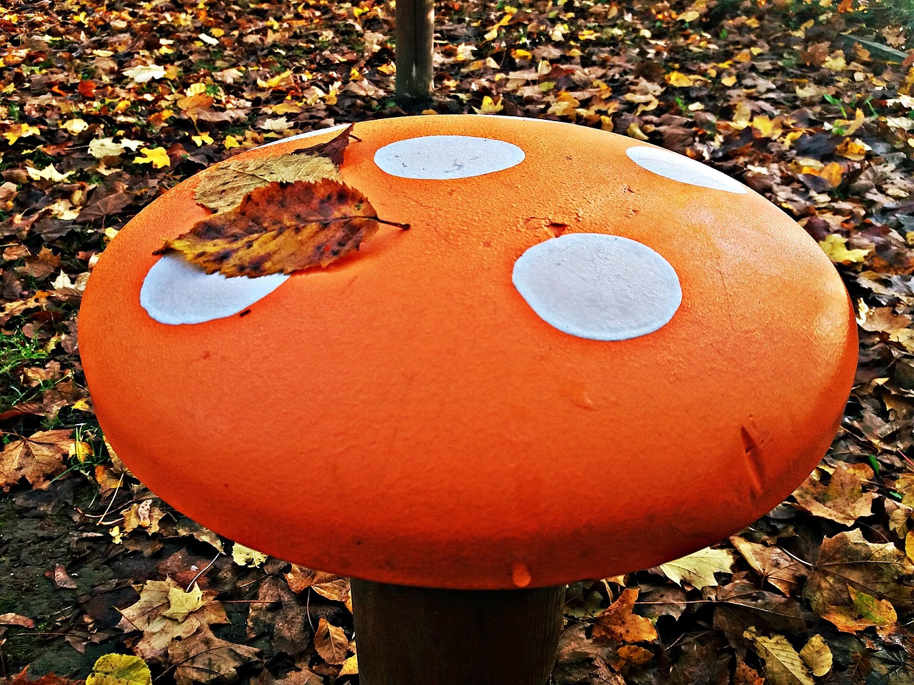 Champignon Vénéneux Automne - Photo gratuite sur Pixabay - Pixabay
