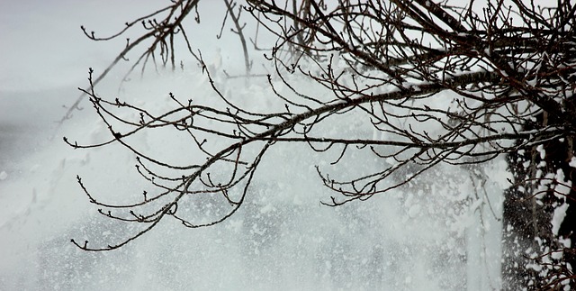 Free Tree Winter photo and picture