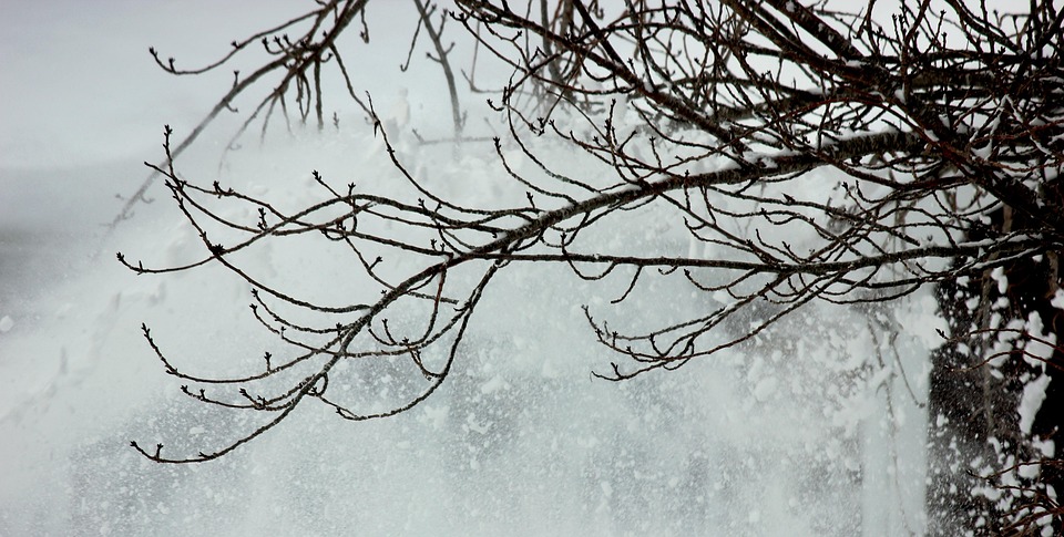 木 冬 雪 - Pixabayの無料写真 - Pixabay