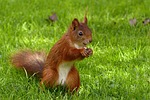 animal, mammal, squirrel
