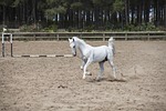 horse, barn, the horses are