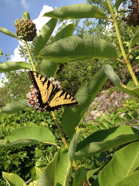Free Butterfly Nature photo and picture