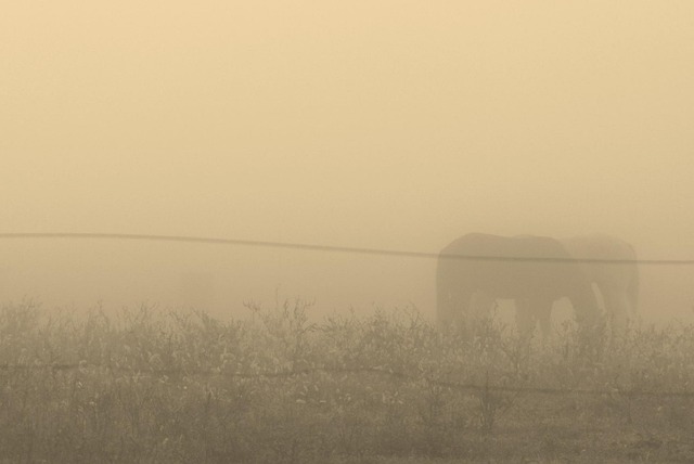 Pferd, Nebel, Geist, Natur, Bauernhof