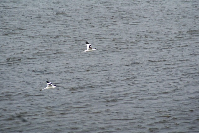 Free Birds Bird photo and picture