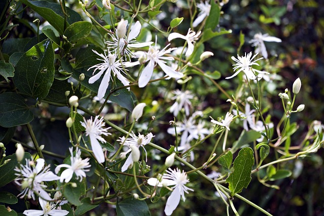 Free Flower White Flower photo and picture