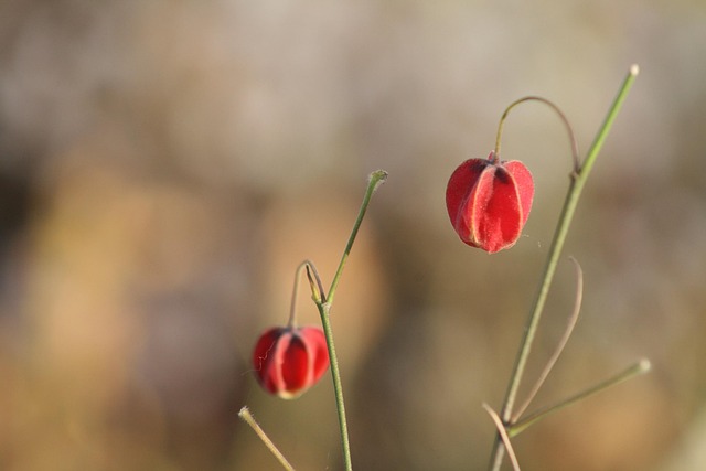 Free Flower Flower Background photo and picture